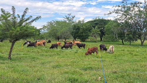 a herd of cows grazing in a field at Eco Hotel Rancho J en Tulua Valle in Morales