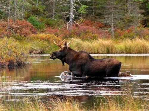 a bull moose is standing in the water at 6 person holiday home in TORSBY-By Traum in Överbyn