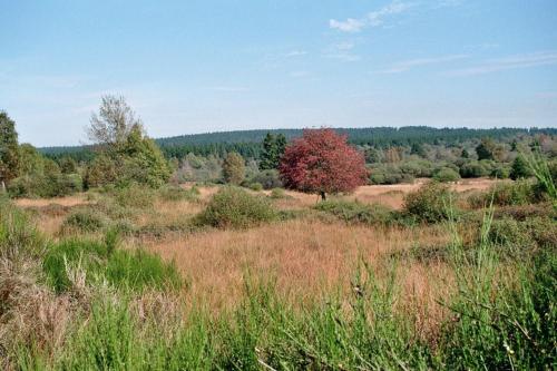 Příroda nedaleko apartmánu