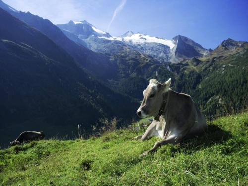 a cow laying on a grassy hill with mountains in the background at Apartment in Fügen near Ski Slopes in Uderns