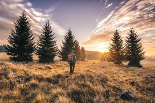 a person walking through a field with christmas trees at Chata u Tichého Lesa Pernink in Pernink