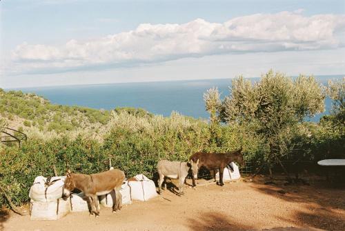 a group of animals standing on top of a hill at La Residencia, A Belmond Hotel, Mallorca in Deia
