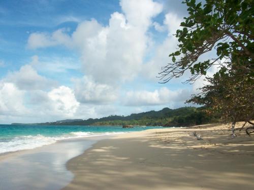 a sandy beach with trees and the ocean at Villa La Caleta in Las Galeras