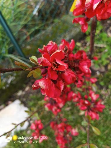 a group of red flowers in a garden at LA TANA DELLA VOLPETTA - Bed & Breakfast in Stella