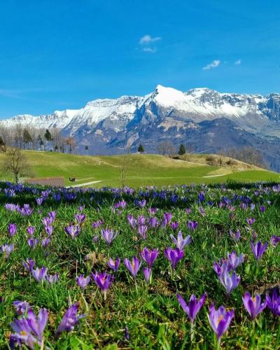 a field of purple flowers with mountains in the background at Apartma Vista montana in Kobarid