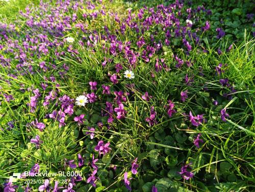 a bunch of purple flowers in a field at LA TANA DELLA VOLPETTA - Bed & Breakfast in Stella