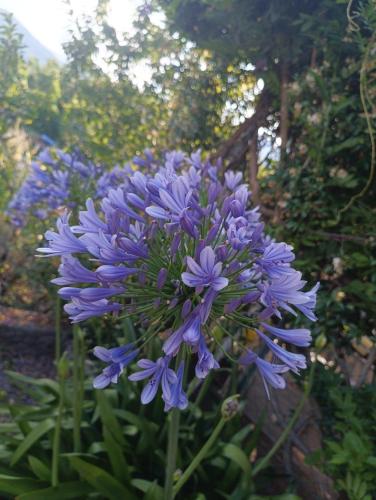 a bunch of purple flowers in a garden at LA TANA DELLA VOLPETTA - Bed & Breakfast in Stella