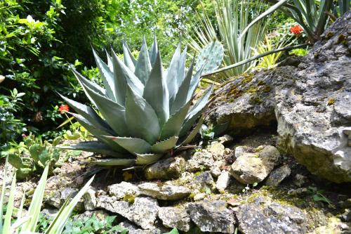 a succulent plant in a garden next to some rocks at Hôtel la Scala in Pithiviers