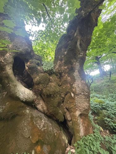 a large uprooting tree in a forest at Sim Guesthouse in Sım
