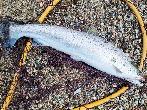 a fish laying on the ground on the beach at Modern Retreat with Spa - By Traum Ferienwohnungen in Nordborg