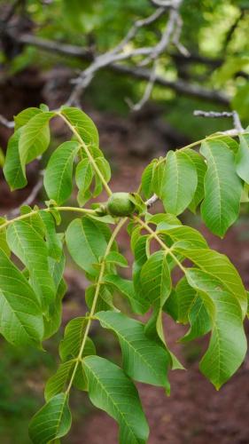 a branch of a tree with green leaves at Gite Megdaz in Megdaz