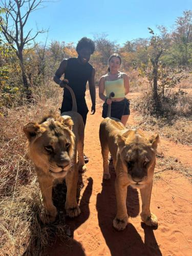 two people walking down a dirt road with two lions at Mukuni Villas in Livingstone