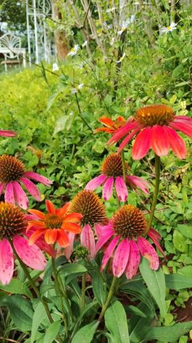 a group of pink and orange flowers in a garden at Flora Prairie at Mae Rim, Chiang Mai in Ban Tai