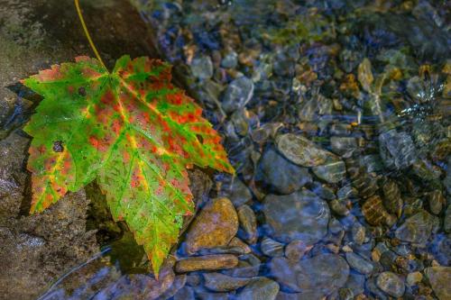 a green leaf sitting on the rocks in the water at Peaceful Getaway Hot Tub Perfect Location in Sevierville