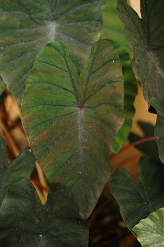a close up of a green leaf of a plant at Tropicana Lodge - Sardaigne in Roquebrune-sur-Argens