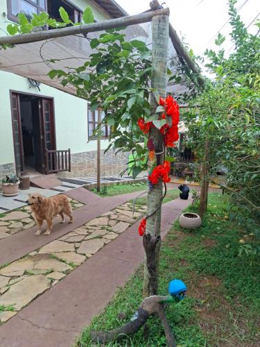 Haiwan peliharaan atau haiwan-haiwan peliharaan yang menginap dengan tetamu di Cantinho da Piló