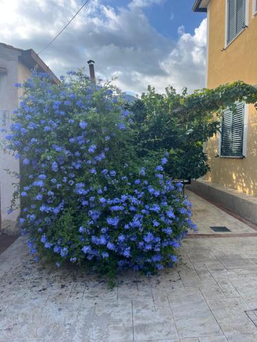 a large bush of blue flowers in front of a building at La Strettoia in Caprioli