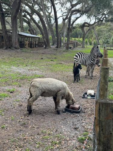 a sheep and a zebra standing in a field at Ruby Oaks Campsite 