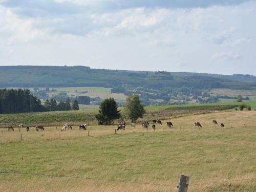 a herd of animals grazing in a field at Riverside Villa in Bouillon in Bouillon
