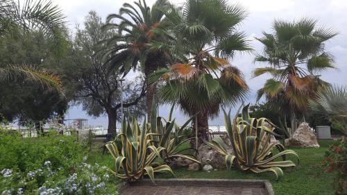 a garden with palm trees and plants in the grass at camera vacanza in Celle Ligure
