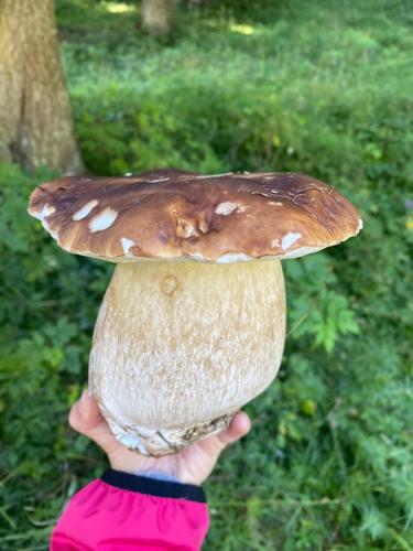a person holding a mushroom on top at La Rotonda in Lastebasse