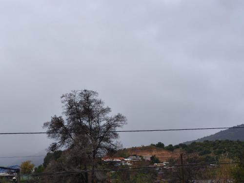 a tree sitting on top of a hill at Loftdonalejandro in Machalí
