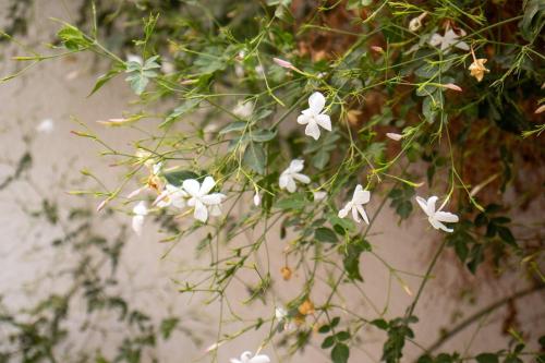 a bunch of white flowers hanging from a plant at Villa 3 niveau avec jacuzzi, terrasse et cour in Birkhadem