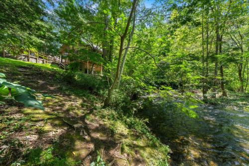 a tree in the middle of a forest at On The Rocks in Sevierville
