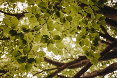a branch of a tree with green leaves at Éden Garten Vendégház in Magyarpolány