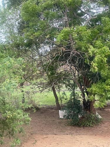 a group of trees in the middle of a field at Nature's Hideaway in Anuradhapura