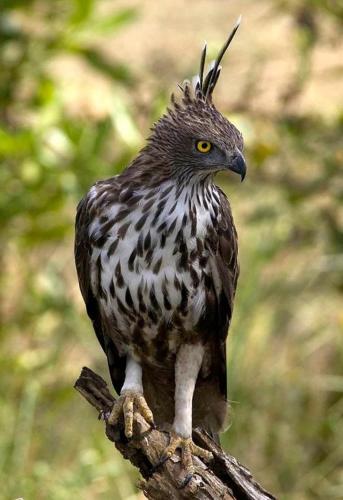 a bird perched on top of a tree branch at Nature's Hideaway in Anuradhapura