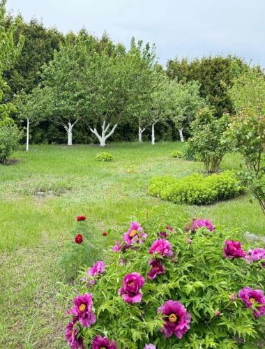 a field of flowers with trees in the background at Комфортний будинок для сімейного відпочинку в Ржищеві in Rzhyshchiv
