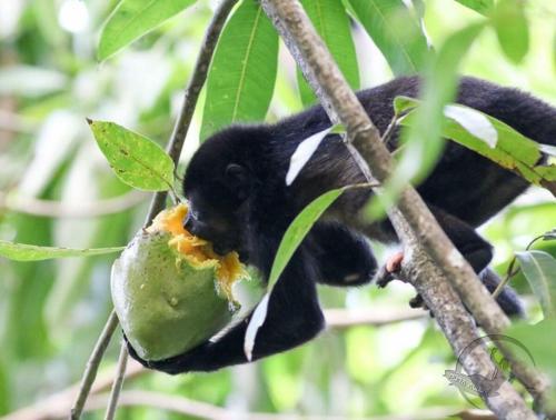 a monkey eating a fruit in a tree at Casa Plumeria-Aloha Surf Nosara in Nosara