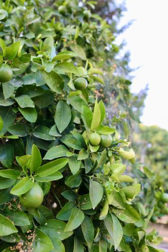 an apple tree with lots of green fruits on it at Stylish Studio with Pool Access, Free parking, Paphos center - Work Friendly in Paphos City