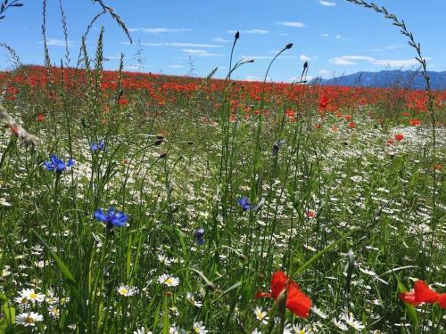a field of red and white flowers in a field at One-bedroom apartment in Nussdorf am Attersee