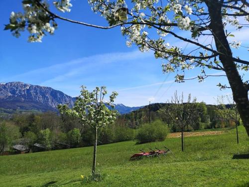 a tree in a field with mountains in the background at One-bedroom apartment in Nussdorf am Attersee