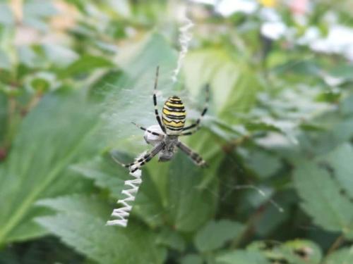 a yellow and black spider sitting on a leaf at One-bedroom apartment in Nussdorf am Attersee