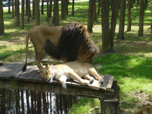 a lion and a baby lion laying on a dock at Holiday home in the Lüneburg Heath in Wietzendorf