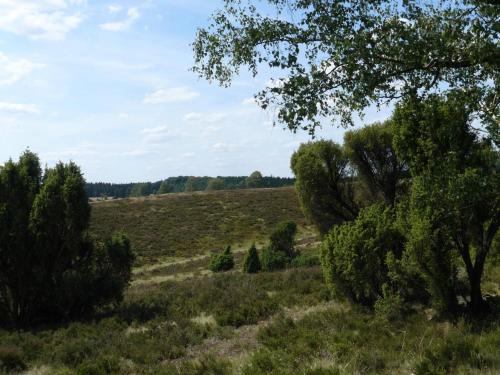 a field with trees in the foreground at Holiday home in the Lüneburg Heath in Wietzendorf