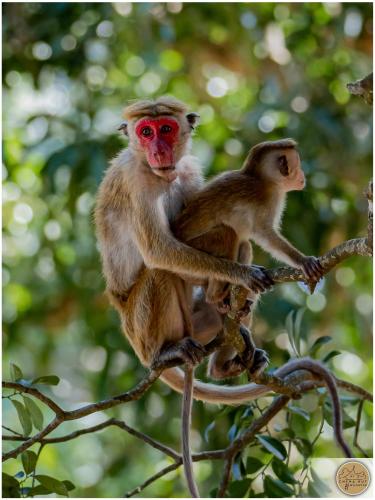 two monkeys sitting on top of a tree branch at Wilpattu Safari Resort in Wilpattu