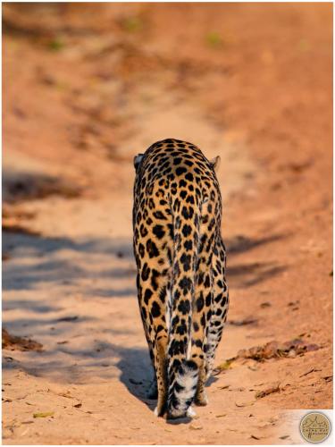a jaguar walking down a dirt road at Wilpattu Safari Resort in Wilpattu