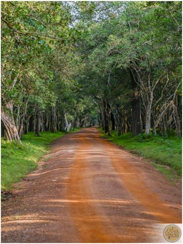 a dirt road with trees on either side at Wilpattu Safari Resort in Wilpattu
