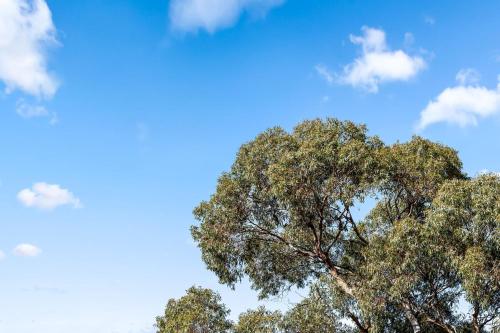 a tall tree against a blue sky with clouds at Ultima Escapes - Carcoola House - Barossa Fringe Retreat in Greenock