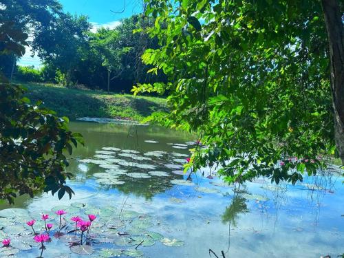 a pond with pink flowers and lily pads at The Naturus Eco Home Battambang in Phumĭ Ândong Pring