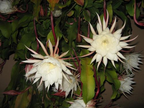 three white flowers are hanging from a plant at Palo Alto Lodge in Palo Alto