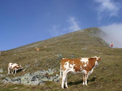 a group of cows grazing on a grassy hill at Holiday Home in Scheifling near Ski Slopes in Scheifling