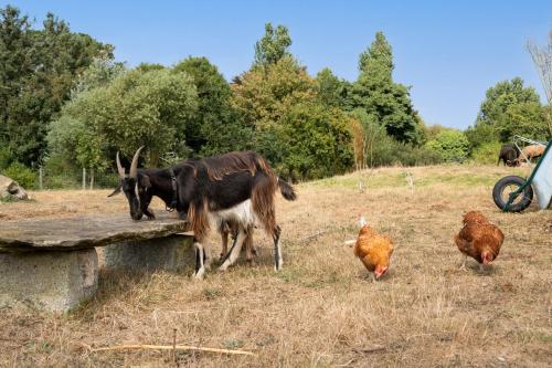 two goats and two chickens in a field at Le gîte de Saint Mathieu, longère pleine de charme au bout du monde ! jacuzzi extérieur vue sur la campagne, salle de billard in Plougonvelin