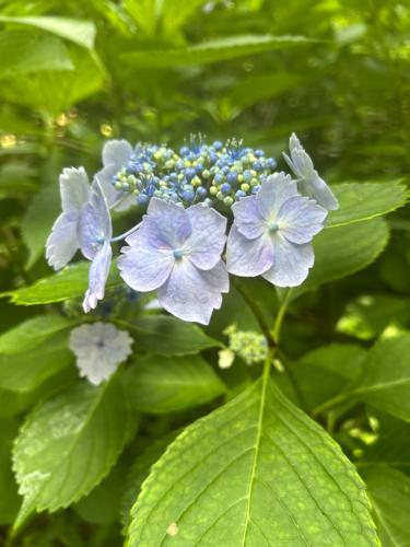 a plant with blue flowers and green leaves at 森の中で仲間や家族とゆっくり過ごせる温泉付コテージ 会員制別荘地で広大なプライベート空間 ペット可 那須高原りんどうハウス in Nasu