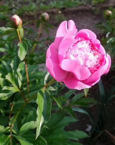 a pink rose is growing in a garden at Rock Castle Residency in Leh