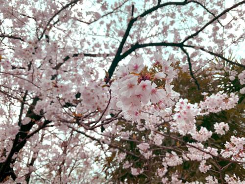 風花Fuka民泊大森本町